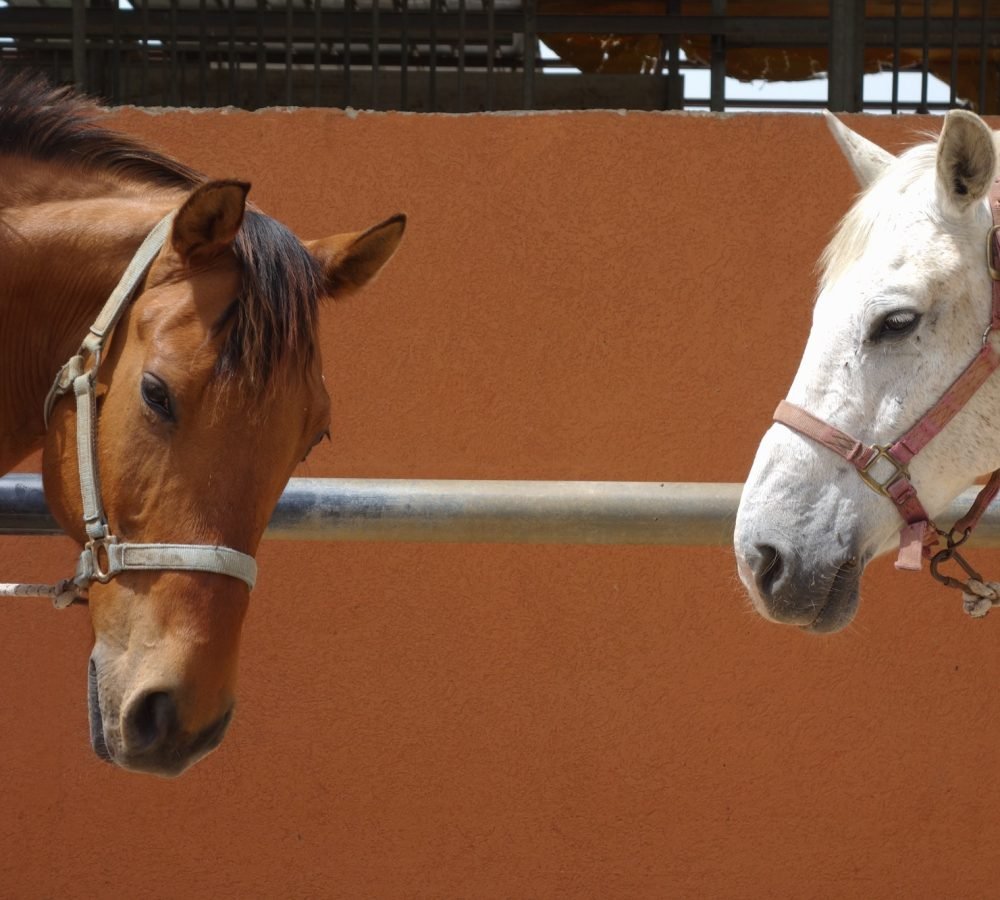 horses.jpg horses.jpg